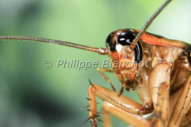 periplaneta australasiae 2.JPG - Blatte australienne (portrait)Periplaneta australasiaeAustralian CockroachDictyoptera, BlattidaeFrance